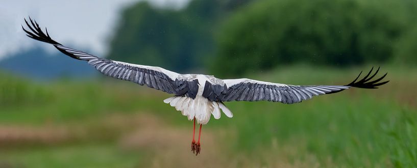 Wegvliegende ooievaar. van Marcel Pietersen