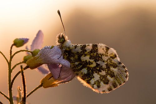 Oranjetipje in ochtendzon