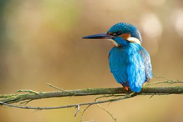 IJsvogel van IJsvogels.nl - Corné van Oosterhout