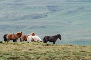 Cheval islandais sur Menno Schaefer