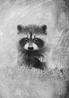 Dierenwereld - Wasbeer