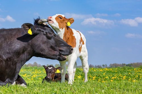 Mother cow and newborn calf  together in green dutch pasture