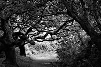 Garden at Culzean Castle