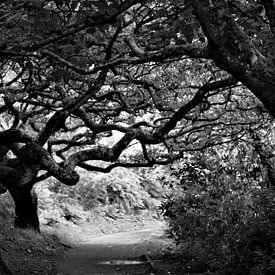 Garden at Culzean Castle by Hannelore