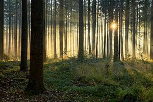 Nebliger Sonnenaufgang im Pinienwald
