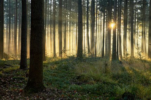 Mistige zonsopkomst in het dennenbos