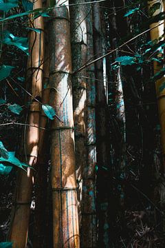 Bamboe van dichtbij in het Braziliaanse oerwoud van Felix Van Leusden