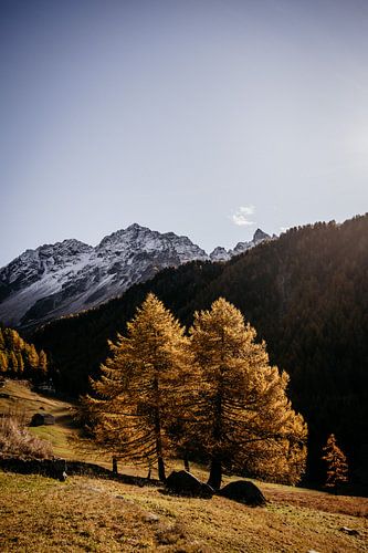 Licht über den Lärchen