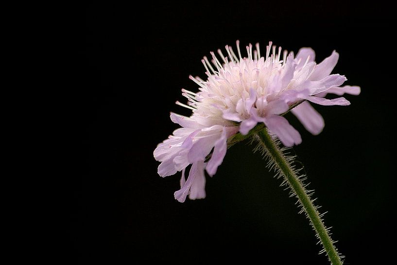 Flower van Jodi van Dam