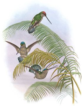 Bill dentaire équatorien, John Gould sur Hummingbirds