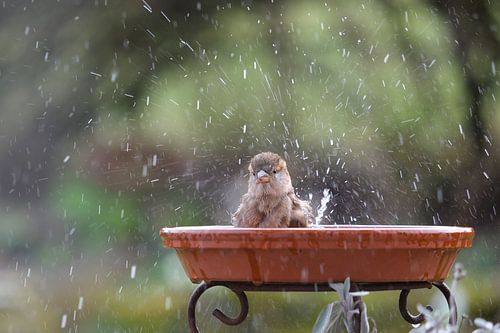 Mrs Sparrow takes a bath