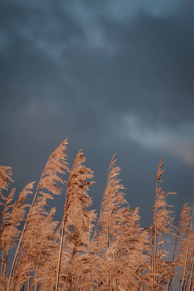 Threatening sky and reeds. Fine art photography. Wall decoration. Moody and earthy tones by Quinten van Ooijen