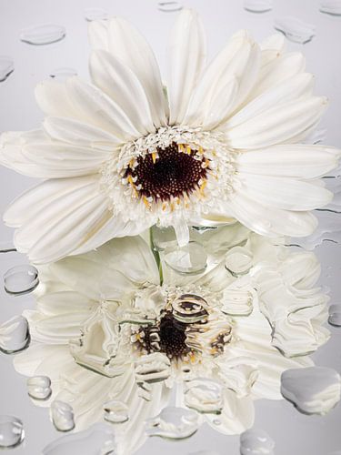 Witte Gerbera met waterig spiegelbeeld