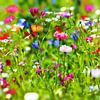 Blumenwiese mit Wildblumen von fotoping