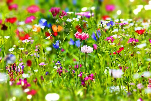 Blumenwiese mit Wildblumen von fotoping