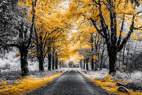 Herfstpad met geel en zwart