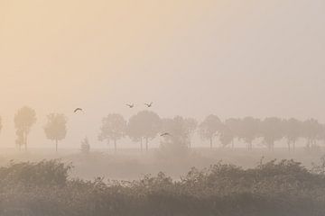 Early birds in the fog