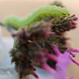 Rups op paarse vlinderstruik van Deborah de Koning