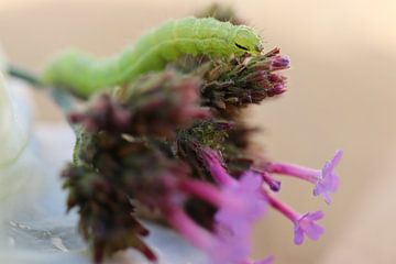 Rups op paarse vlinderstruik van Deborah de Koning