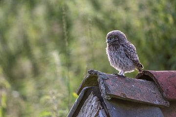 Little owl on the lookout by Gonnie van de Schans