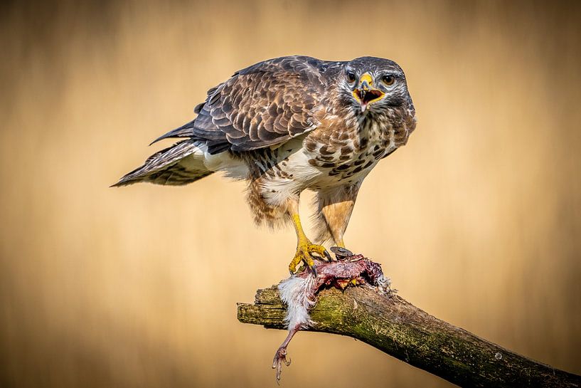 Een buizerd wakend op zijn prooi van Jim De Sitter