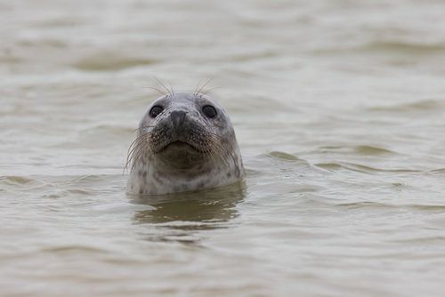 Nahaufnahme einer Robbe