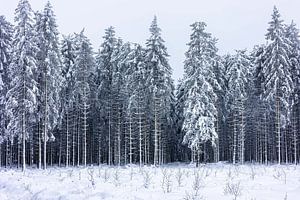 Merveilles de l'hiver