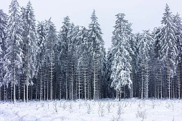 Winter wonderland van Richard Driessen