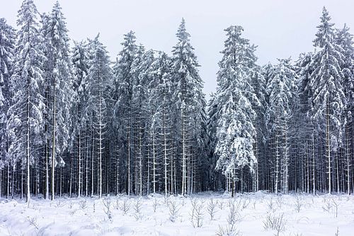Winterwunderland