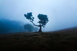 Lorbeerbaum in Fanal Madeira