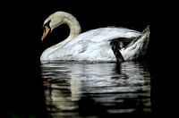 Witte zwaan