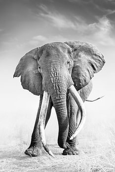Olifant Craig-Amboseli licht
