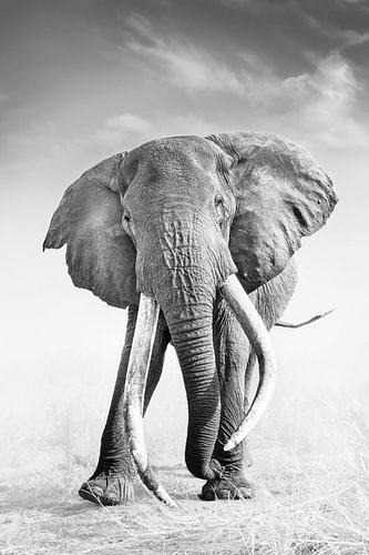 Elefant Craig – Amboseli hell von Jos van Bommel