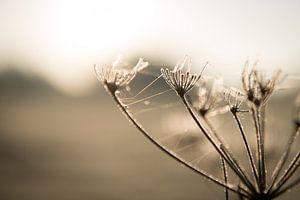 Farben des Wintermorgens