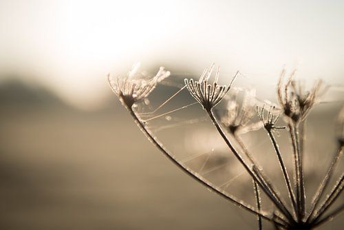Winter ochtend kleuren
