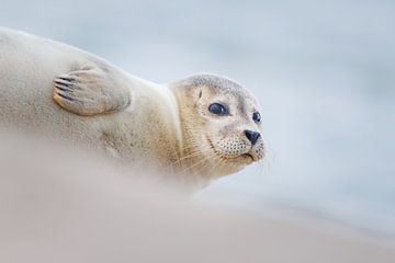 gewone zeehond van Pim Leijen