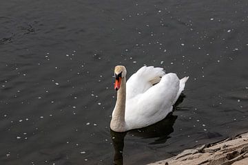 Der Höckerschwan sucht nach einem Frühstück