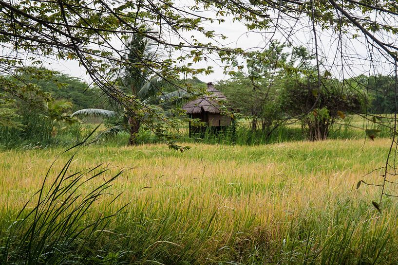 rijstveld met hut van Rony Coevoet