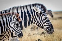 Atemberaubende Zebras auf afrikanischen Ebenen