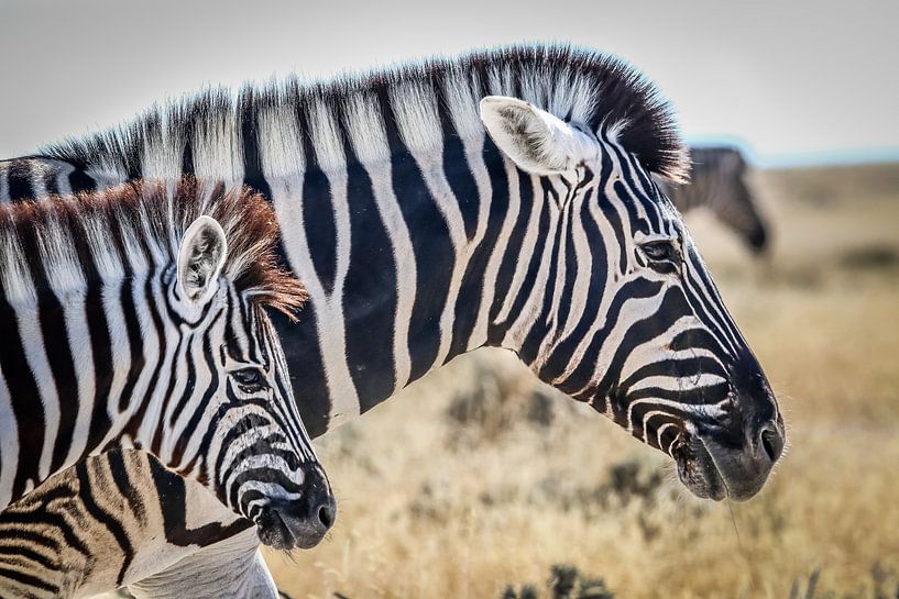 Beautiful Zebras on African plains by Original Mostert Photography
