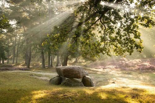 Hunebed D10 near the Gasterse Duinen in sunlight with flowering heather