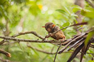 Filipijnen - Tarsier