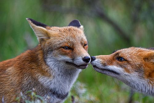 kissing foxes