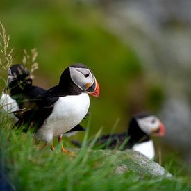 Papagaaiduiker van Sungi Verhaar