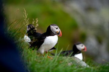 Puffin by Sungi Verhaar