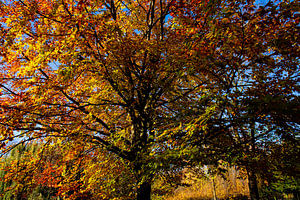 Baum in Herbstfarben