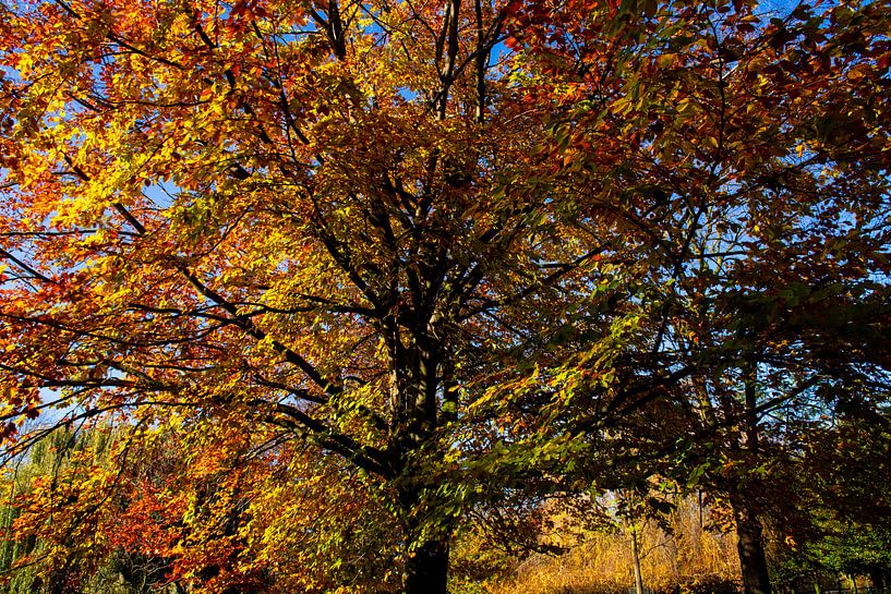 L'arbre aux couleurs de l'automne par FotoGraaG Hanneke