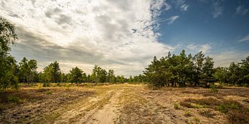 Heide in de Oberlausitz 1 van Holger Spieker