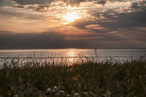 coucher de soleil pin clair