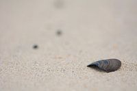Coastlines IV
